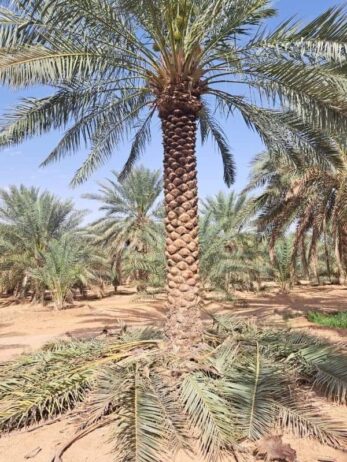 المجمعه الحمده