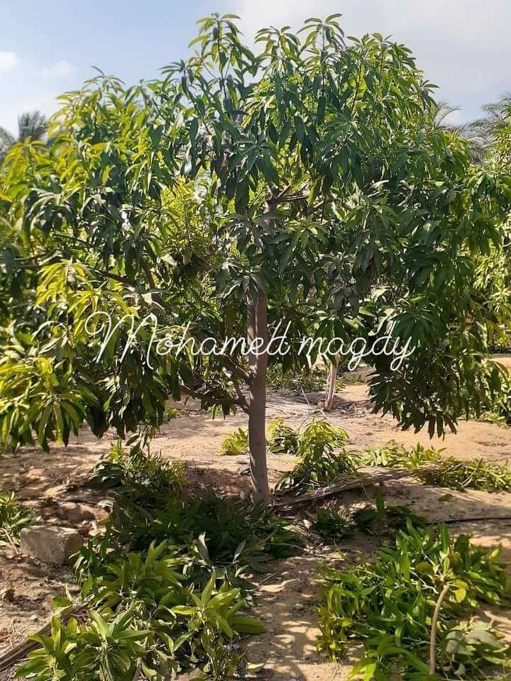 تقليم وتطعيم اشجار المانجو