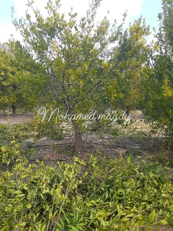 تقليم وتطعيم اشجار الفواكه