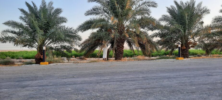 نخل
