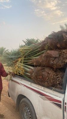 نخل للبيع0535254313
