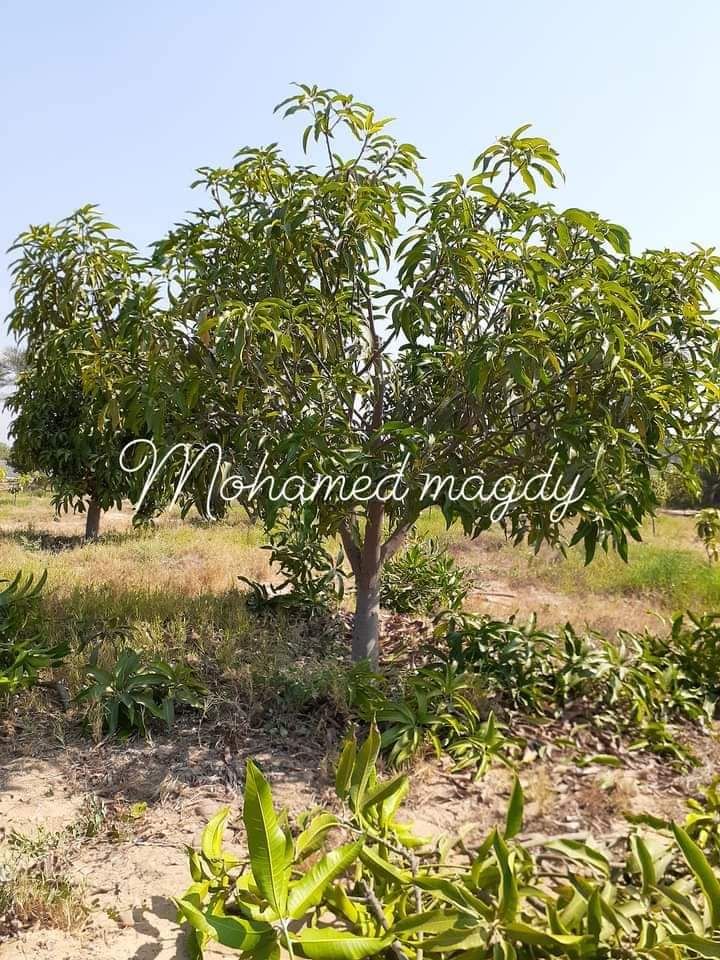 تقليم وتطعيم اشجار الفواكه