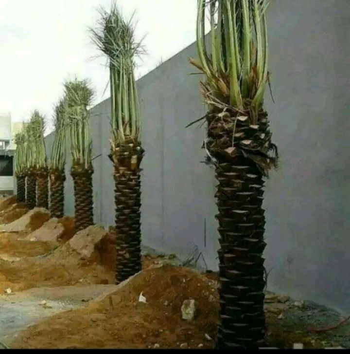 ابو اصيل لتوريد جميع انواع انخيل