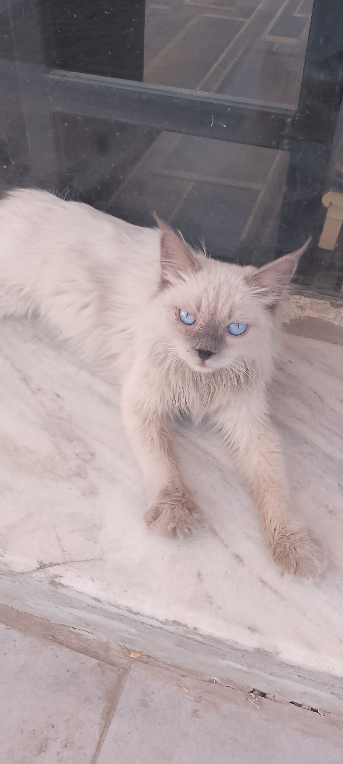 قطو مفقود الي يبغاه يجيني