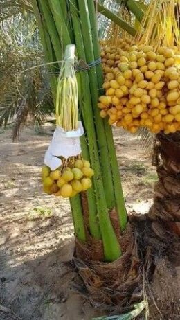 ابو اصيل لتوريد جميع انواع انخيل
