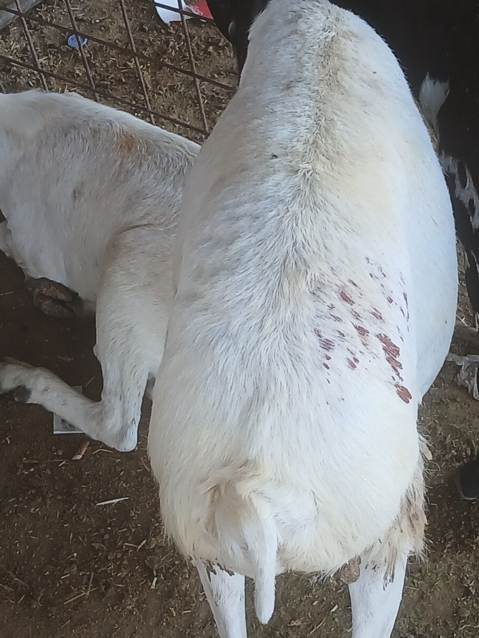 تبوك الصناعيه حراج الابل