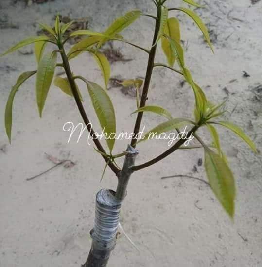 تقليم وتطعيم اشجار الفواكه