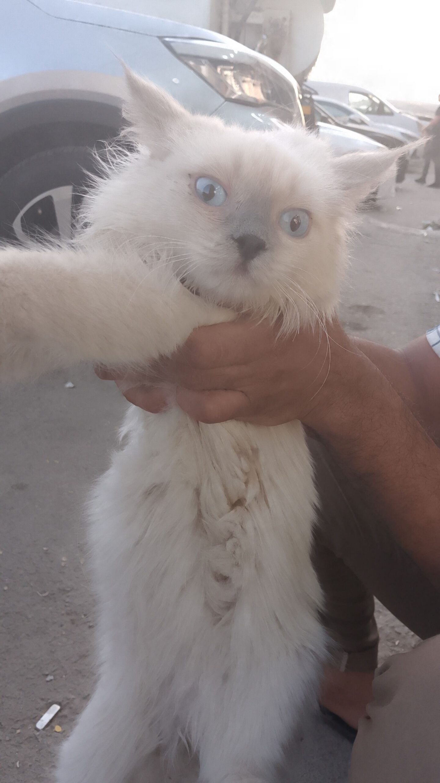 قطو مفقود الي يبغاه يجيني