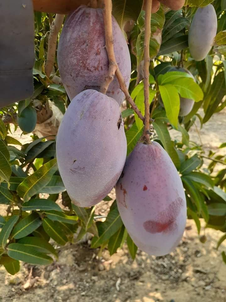 تطعيم وتلقليح أشجار المانجو