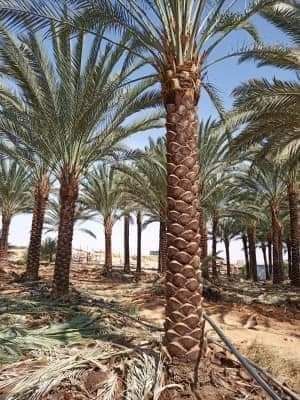 المجمعه الحمده