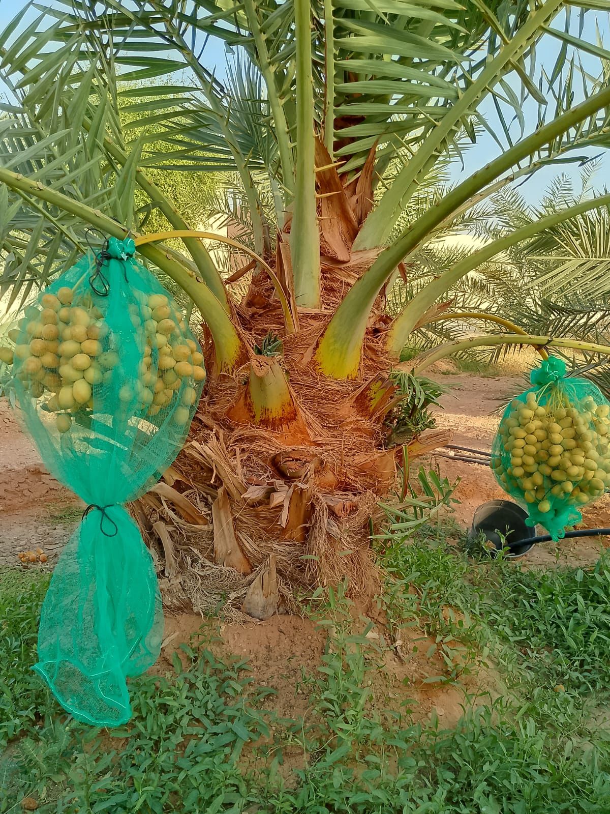 ابو اصيل لتوريد جميع انواع انخيل