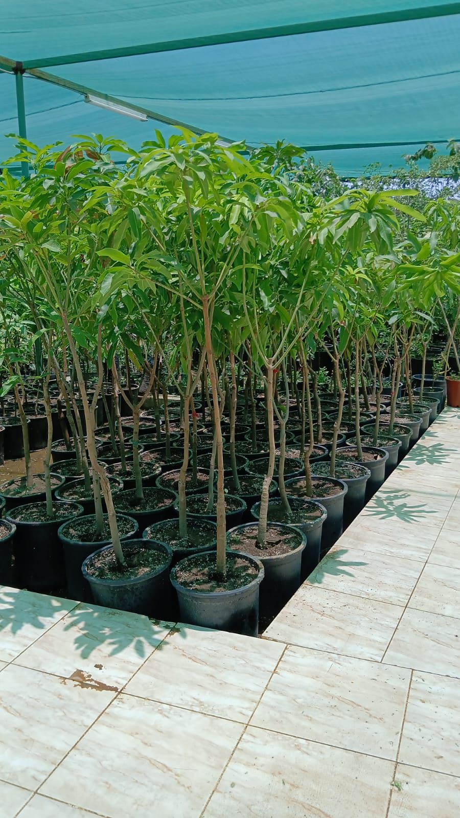 تكريب وتلقيح النخيل جده ومكه