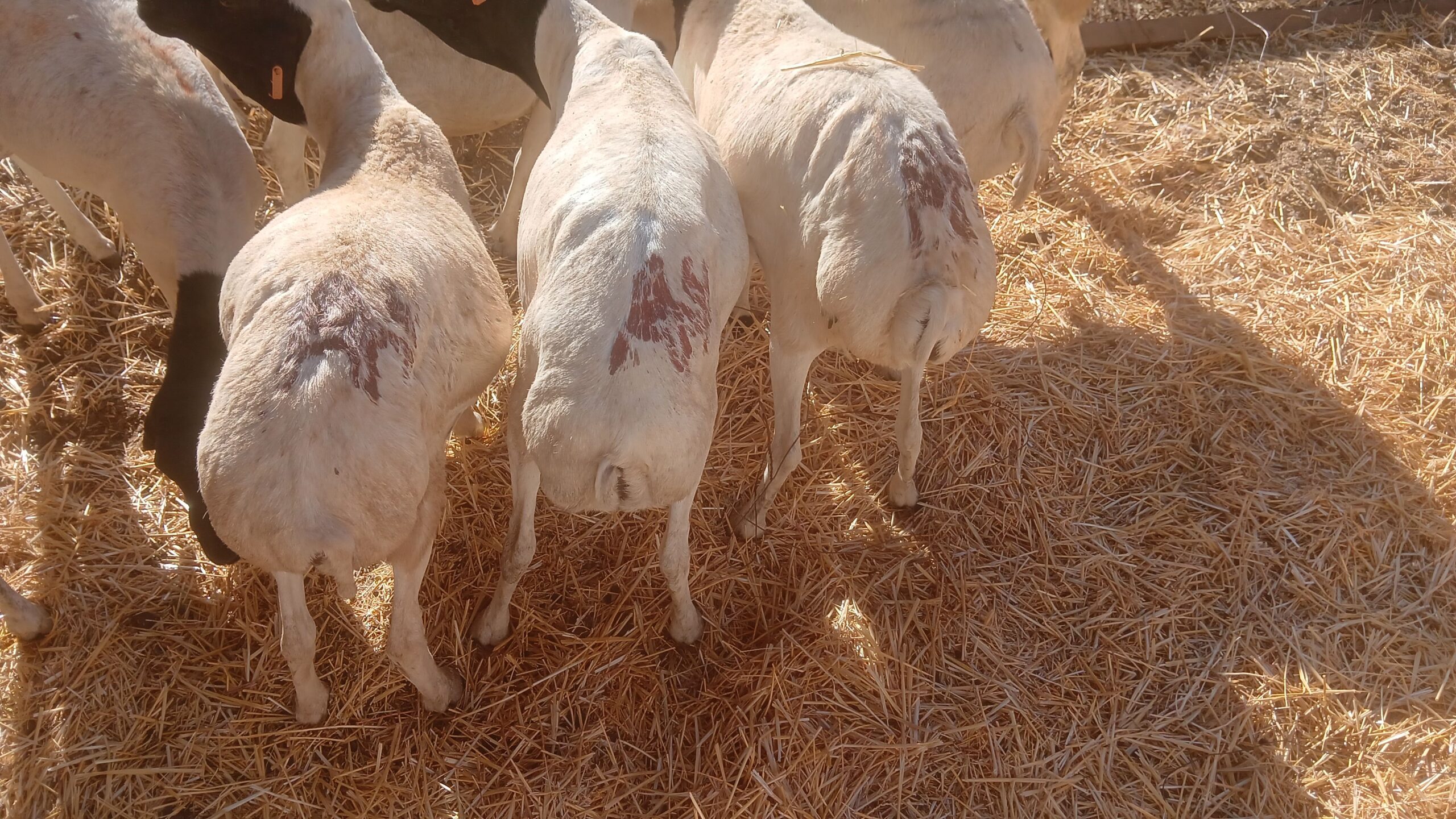 تبوك الصناعيه حراج الابل