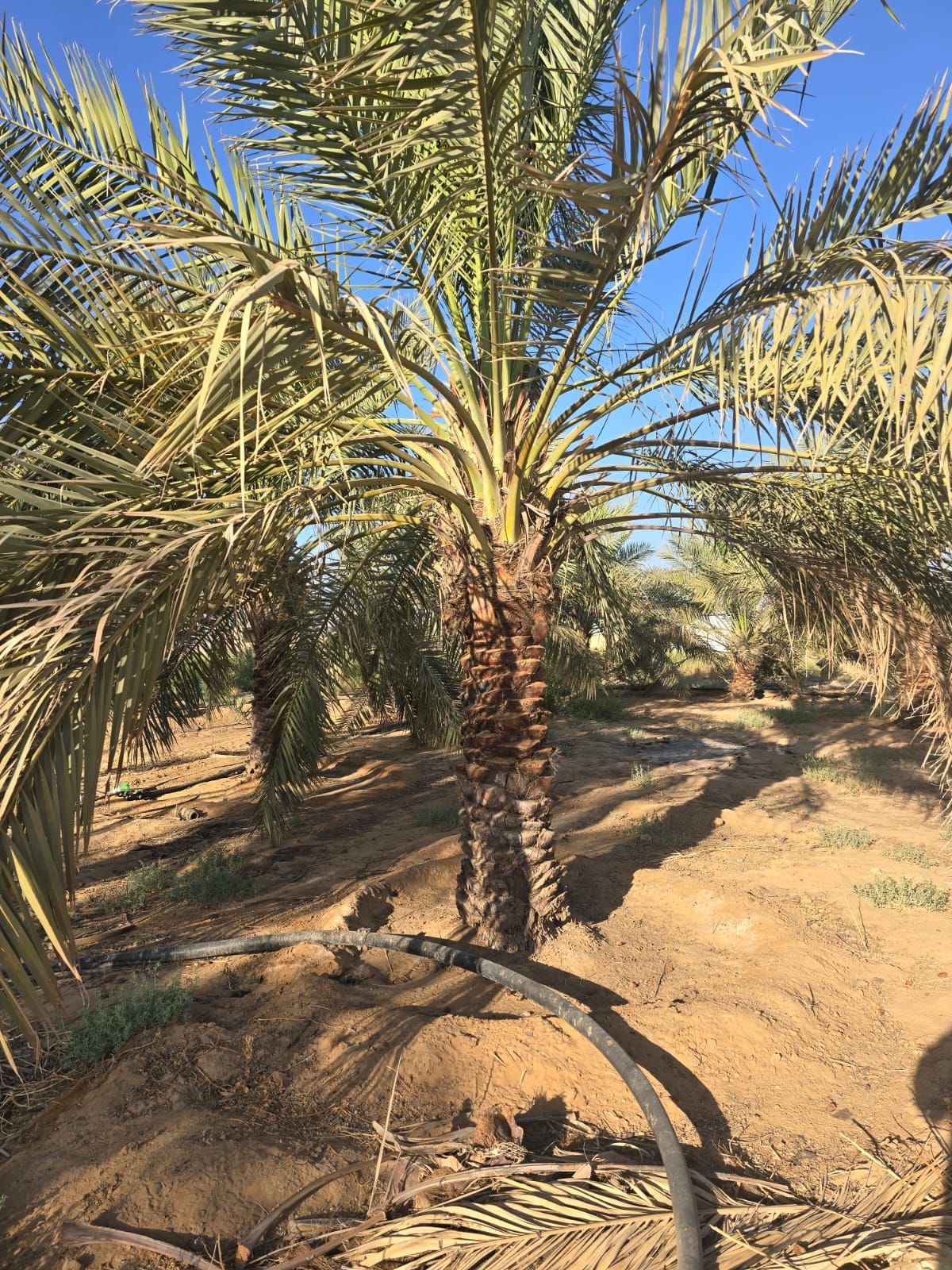 يوجد لدينا جثايث بالمقاسات المطلوبه ويوجد لدينا نق