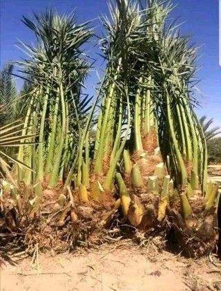 نخل للبيع0535254313