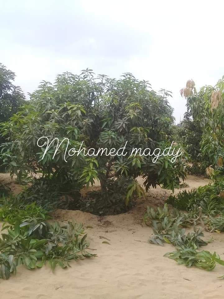 تقليم وتطعيم اشجار المانجو