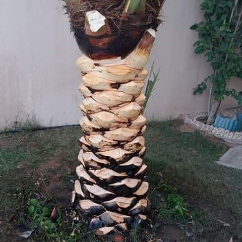 تكريب وتلقيح النخيل جده ومكه