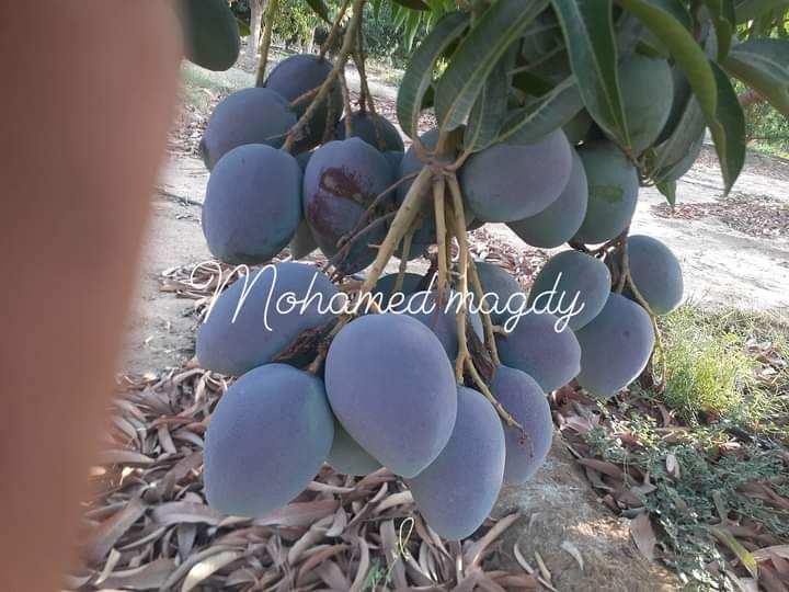 تقليم وتطعيم اشجار المانجو