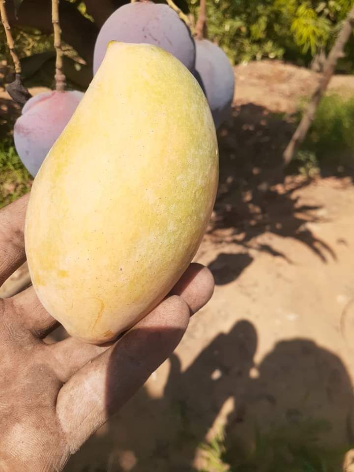 تقليم وتطعيم اشجار الفواكه