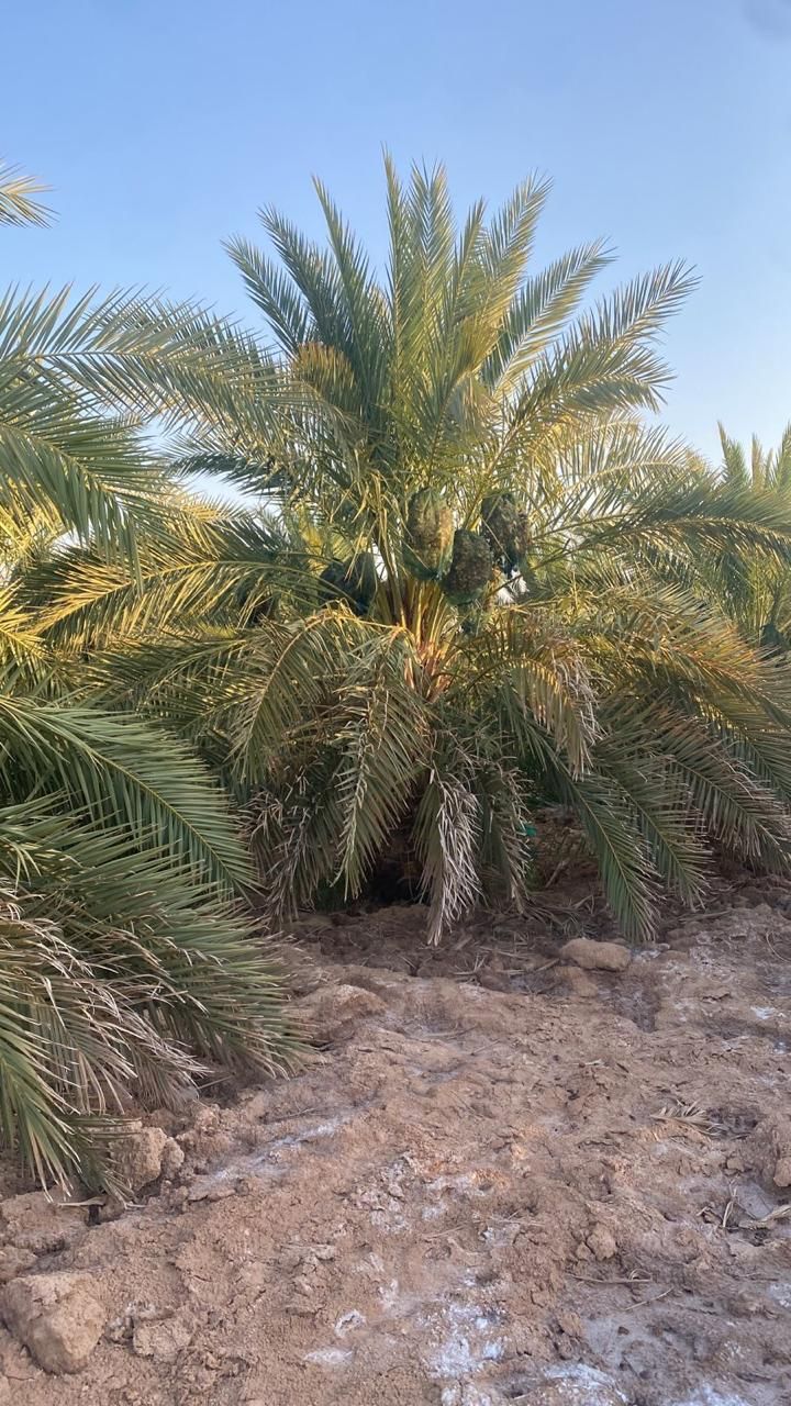 يوجد لدينا جثايث بالمقاسات المطلوبه ويوجد لدينا نق