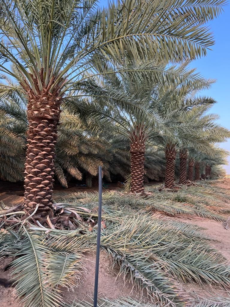 الرياض المزاحميه ديراب الجله