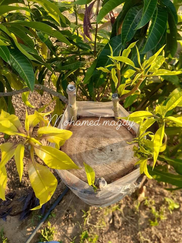 تطعيم وتلقليح أشجار المانجو