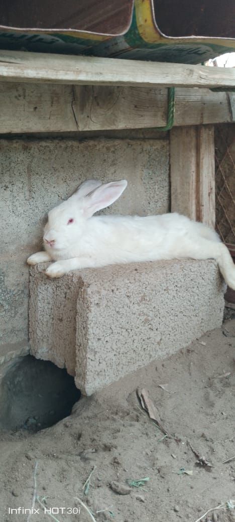 ارانب فرنسي