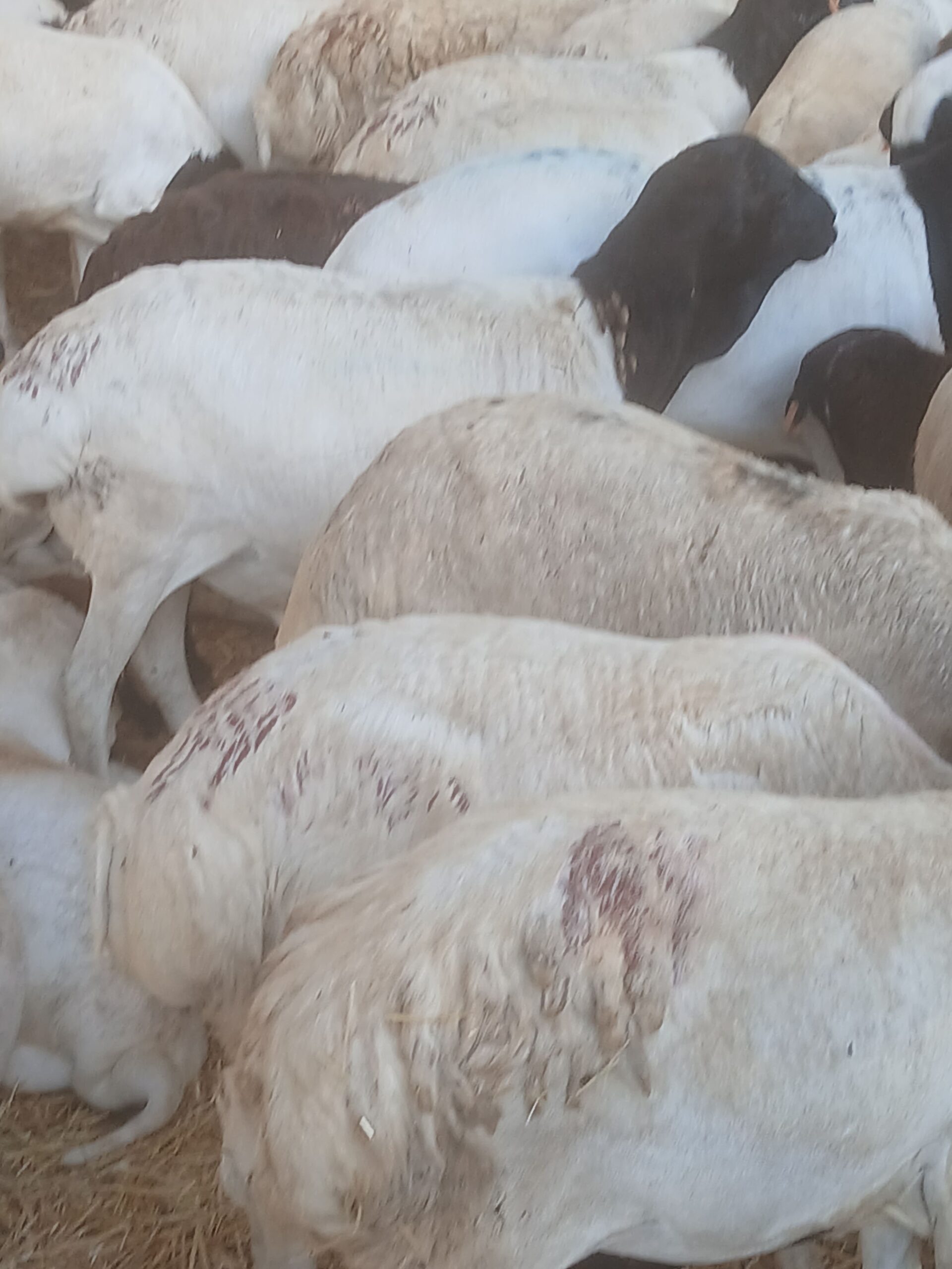 تبوك الصناعيه حراج الابل