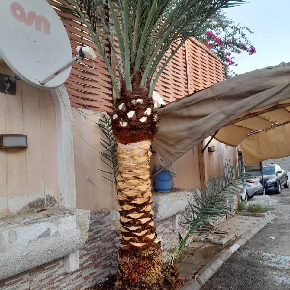 تكريب وتلقيح النخيل جده ومكه