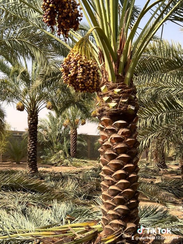 الرياض المزاحميه ديراب الجله