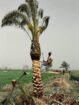 تكريب وتلقيح النخيل جده ومكه
