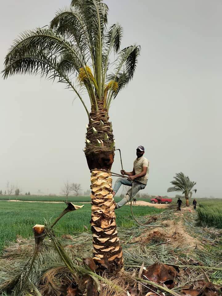 تكريب وتلقيح النخيل جده ومكه