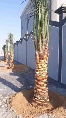 نخل للبيع طالع بيشه0535254313