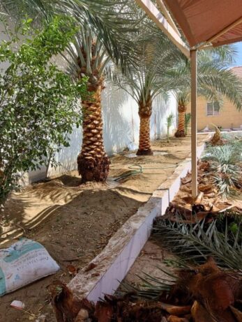 تكريب وتلقيح النخيل جده ومكه