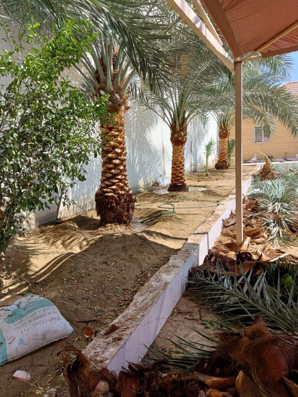 تكريب وتلقيح النخيل جده ومكه