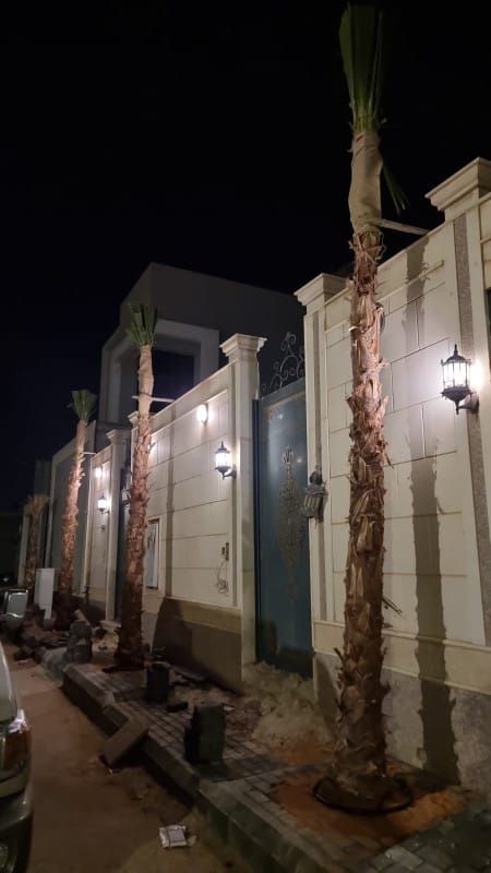 يوجد لدينا جميع انواع النخيل معا توصيلها