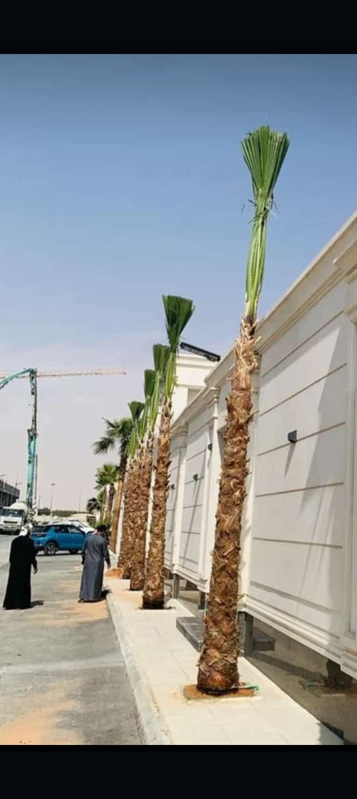 نخل وشنطني وزيتون نيبالي واشجار زينه تنسيق الحدائق