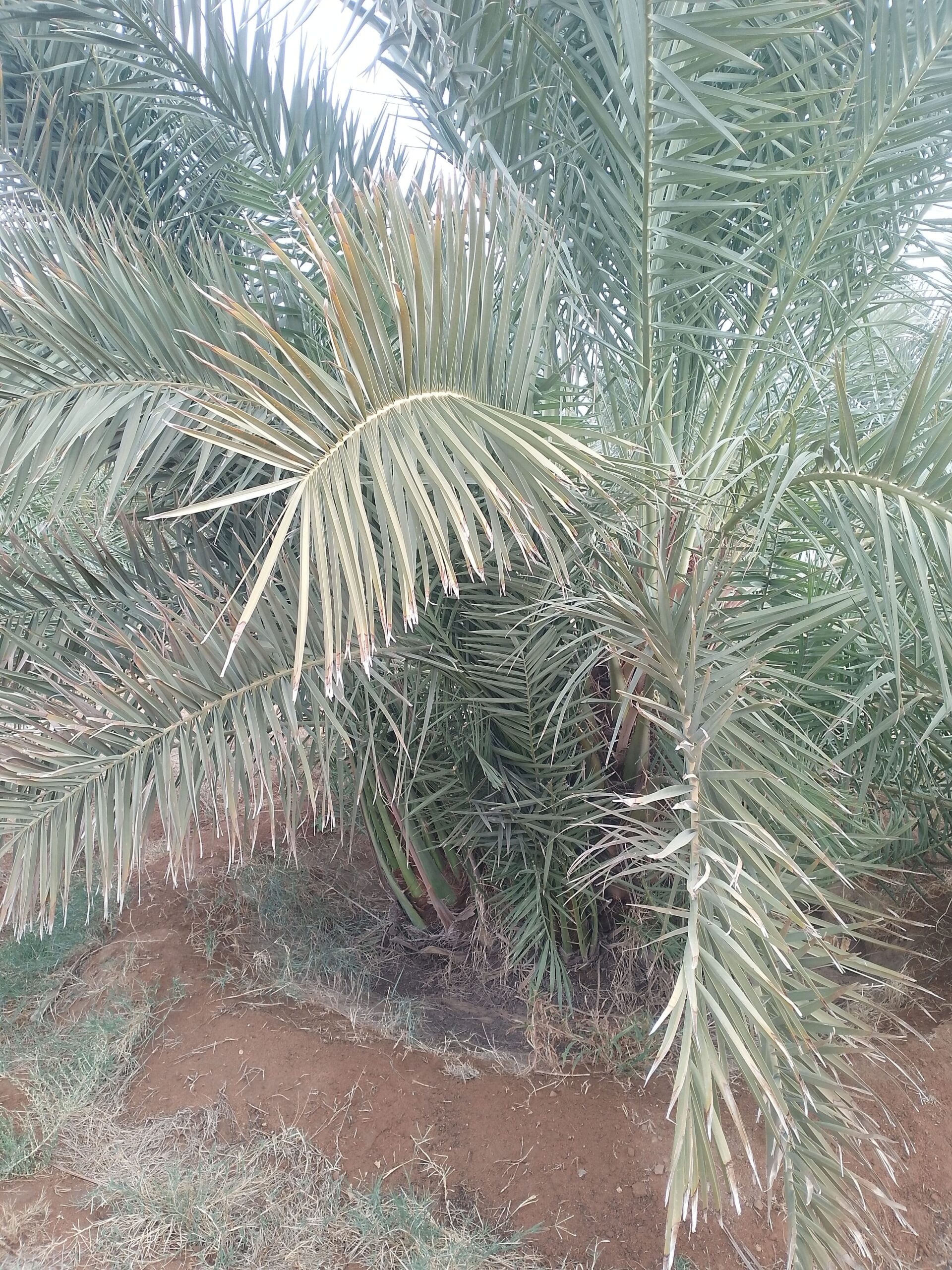 مقاول شبوك ونخيل