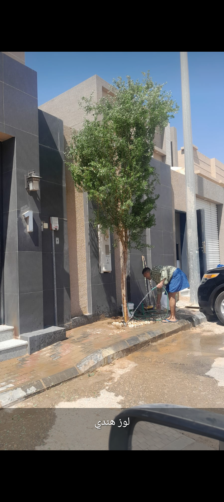 نخل وشنطني وزيتون نيبالي واشجار زينه تنسيق الحدائق