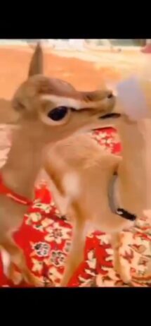 للبيع