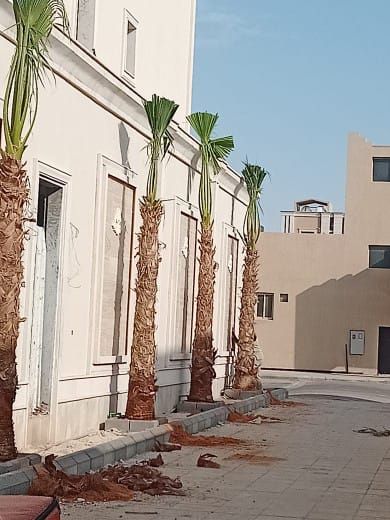 يوجد لدينا جميع انواع النخيل معا توصيلها وتغريسها