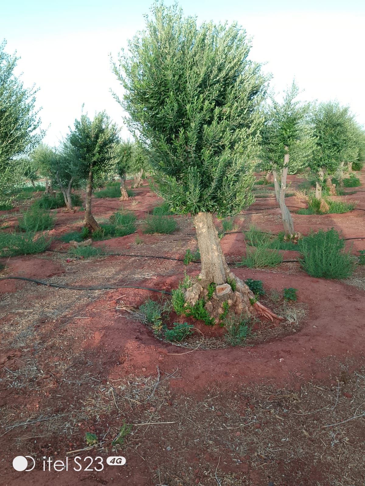 نخل وشنطني وزيتون نيبالي واشجار زينه تنسيق الحدائق