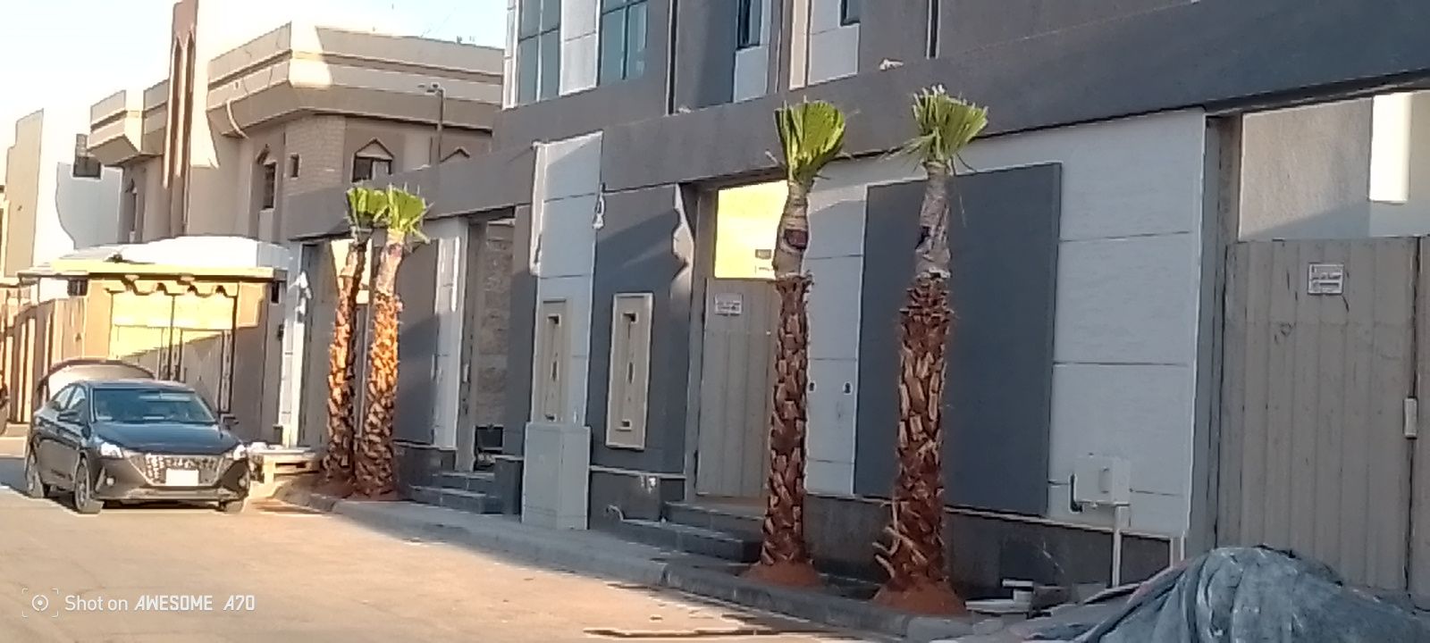 يوجد لدينا جميع انواع النخيل معا توصيلها