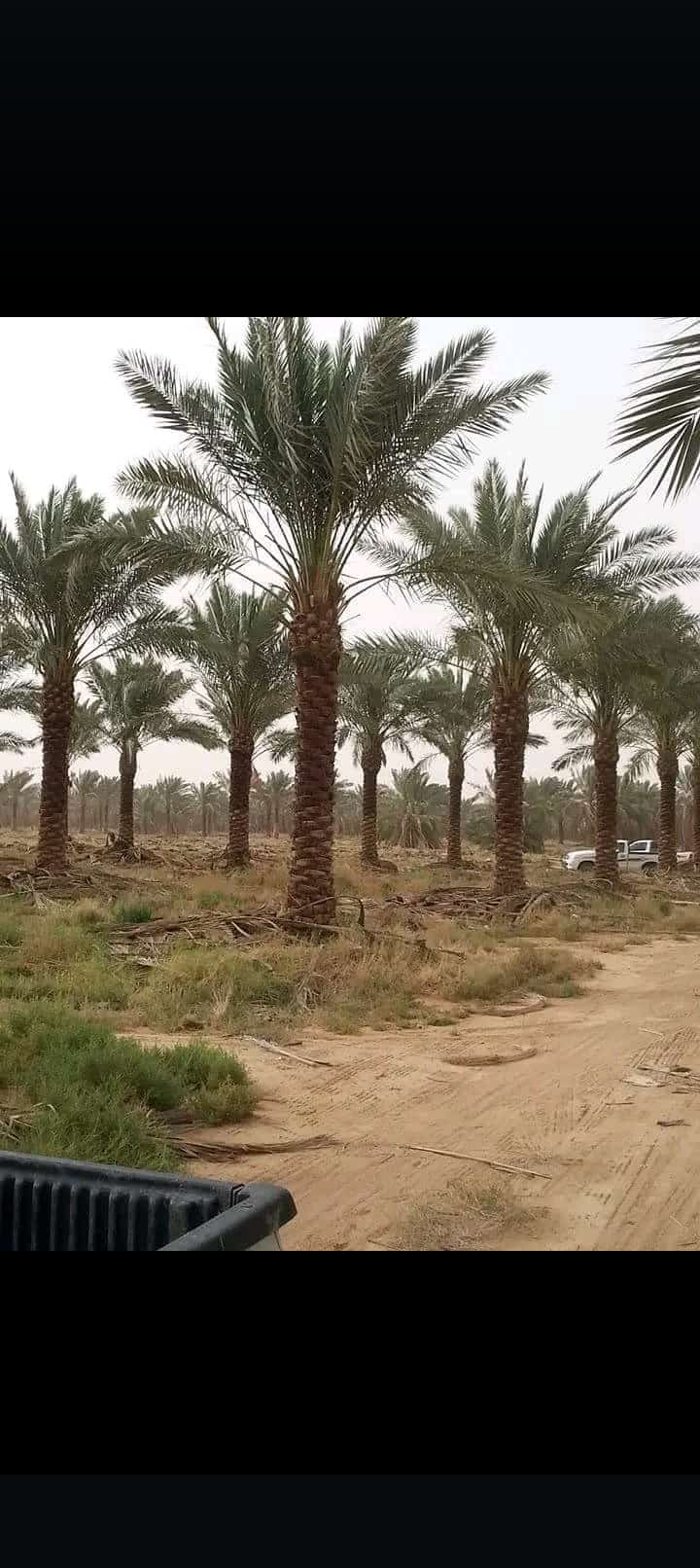 نخل وشنطني وزيتون نيبالي واشجار زينه تنسيق الحدائق