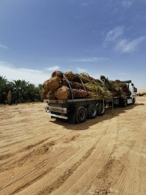 نخل للبيع جميع المقاسات متوفره0535254313