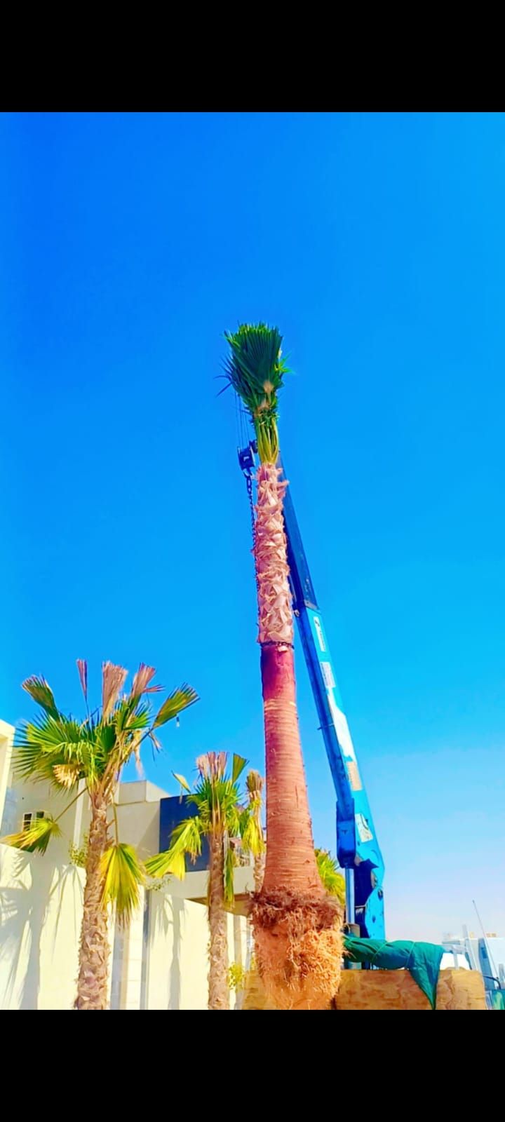 يوجد لدينا جميع انواع النخيل معا توصيلها