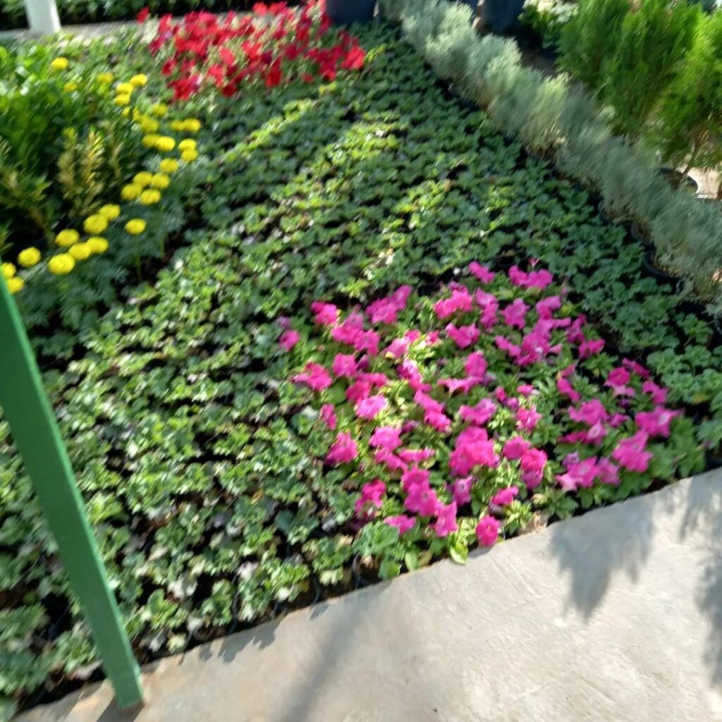 نجيله طبيعي و تظيف النخيل وزراعة الورود