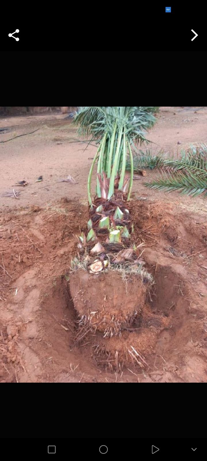 انواع النخل والغريس للبيع نجران