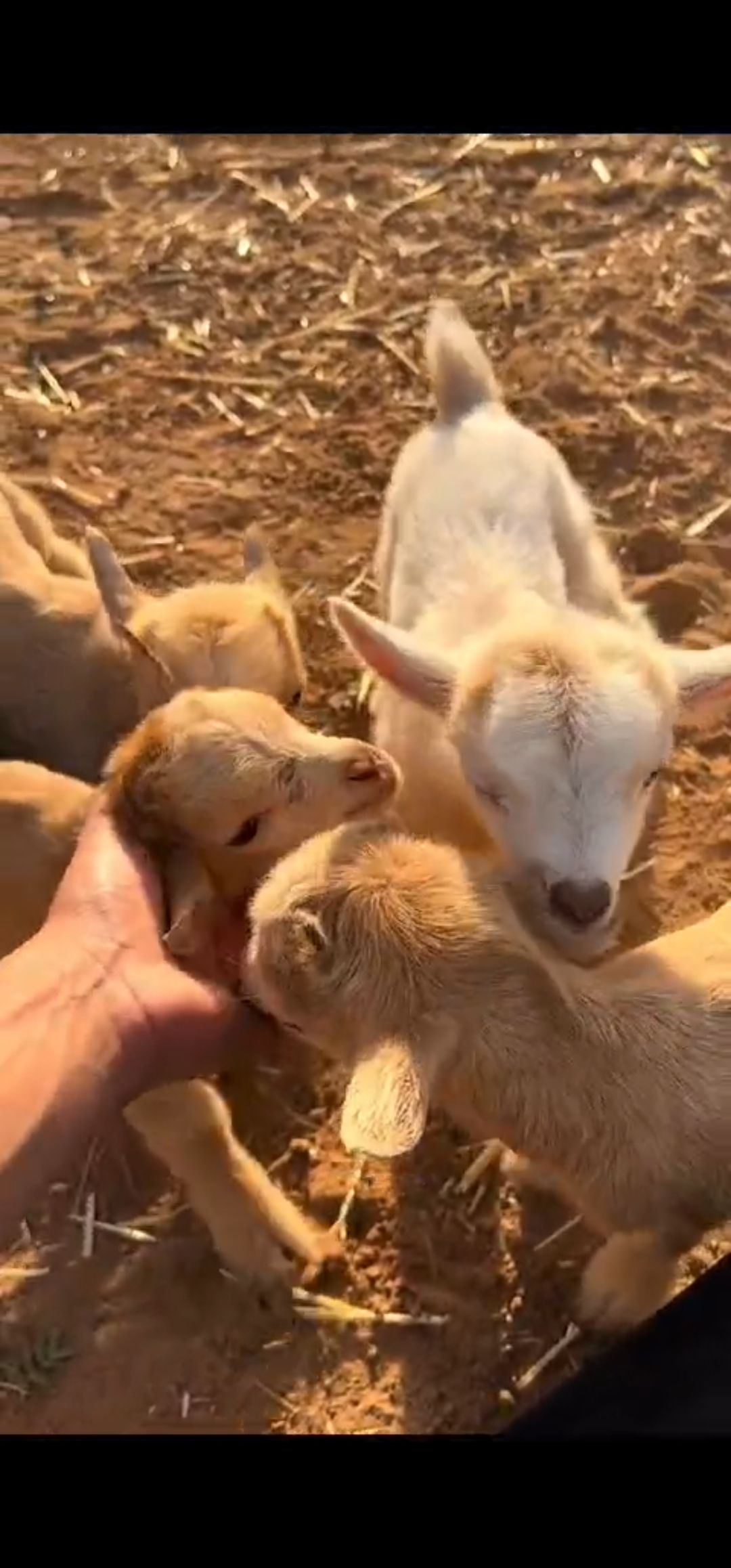 ماعز 🐐 قزمي