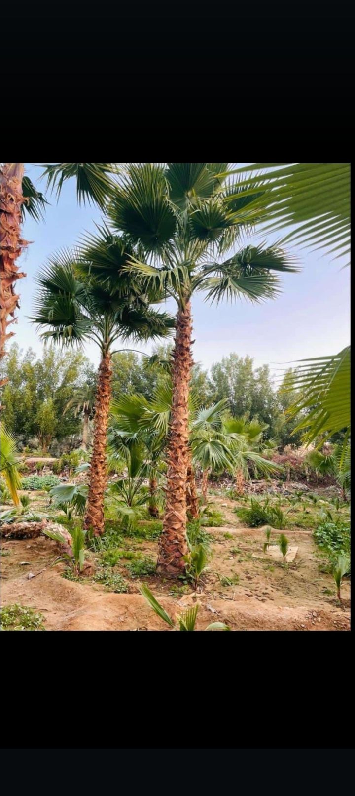 مقاول شبوك ونخيل